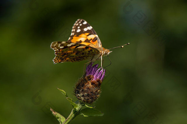 苏格兰西南部杜姆弗里斯<strong>的</strong>野花草地上，一只彩绘蝴蝶（瓦妮莎·卡杜伊）正在吃苦瓜籽