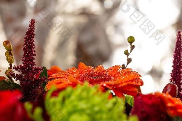 关闭细节橙色非洲菊花滴水宏摄影部分美丽的花束