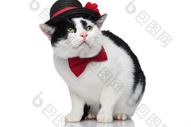可爱的优雅的猫一边坐着白色背景穿黑色的他红色的弓领带