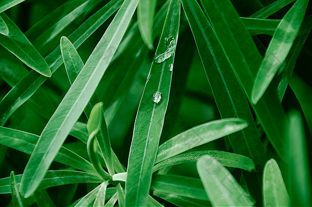 绿草上的水滴。晨间自然背景