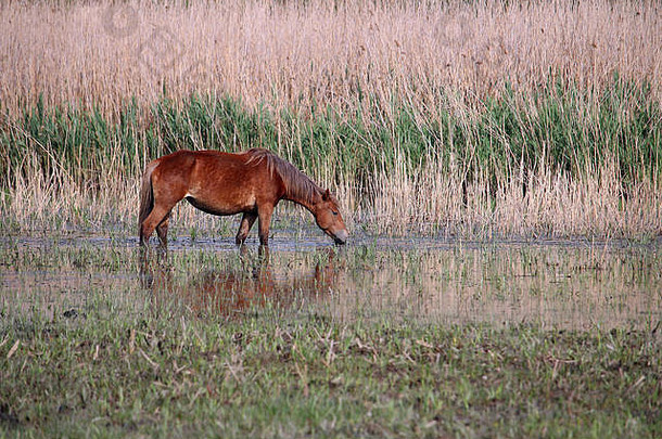 马在河上喝水