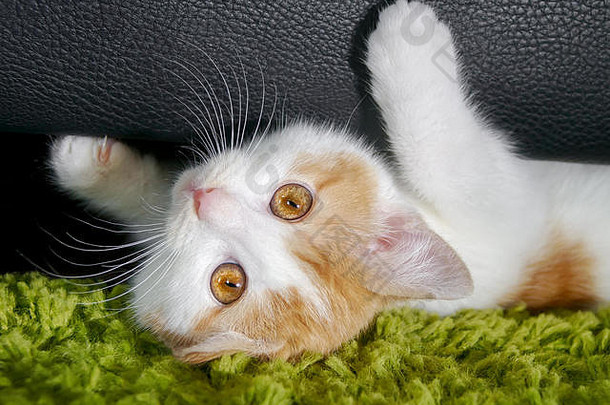 可爱的姜白色<strong>双</strong>色猫咪，<strong>12</strong>周大，躺在地毯上，从沙发底下用美妙的橙色眼睛偷看