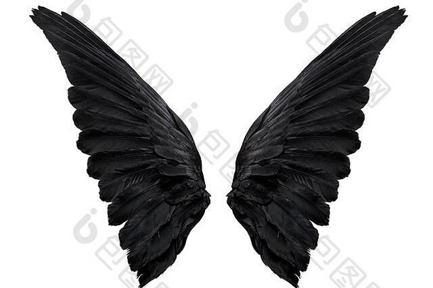 白色背景上的两只黑色大乌鸦翅膀，特写