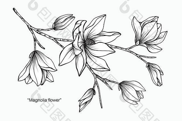 木兰花插画。黑白相间，白色背景上有线条艺术。