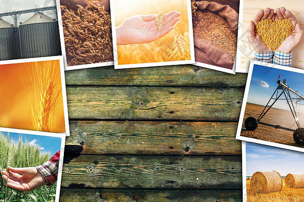 小麦种植图片拼贴，展示谷物种植农业生长和收获的照片集