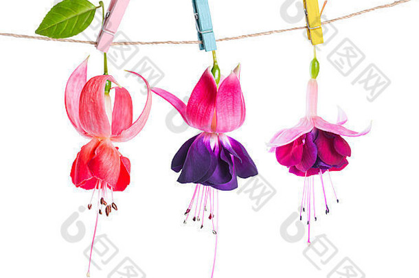 美丽的紫红色花朵在白色背景上，用彩色衣夹在绳子上传递，特写
