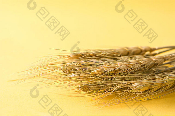 黄色背景上的小麦穗