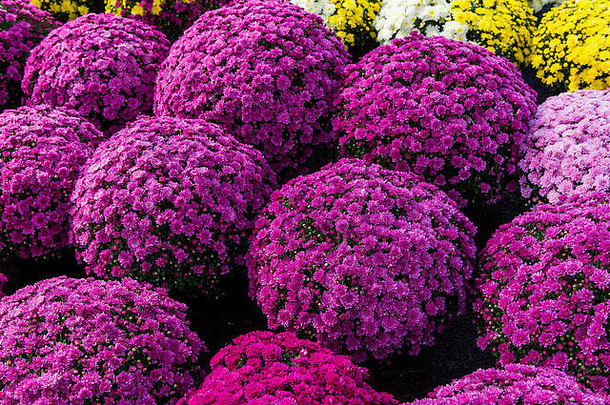 色彩斑斓的菊花花市场蒙特利尔魁北克加拿大