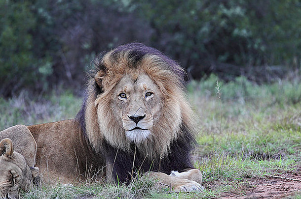 狮子一对amakhala游戏储备东部角南非洲