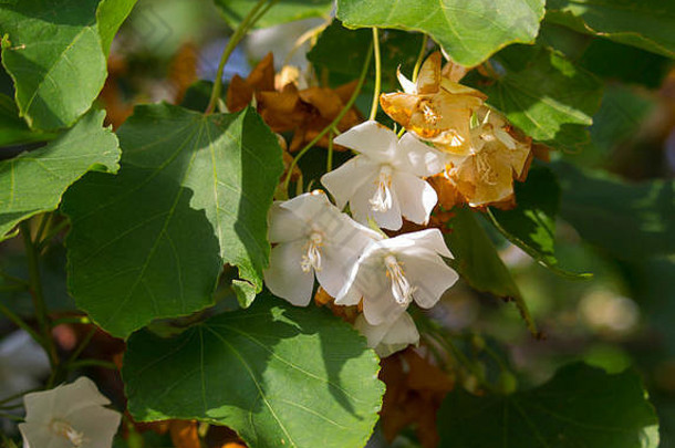 纤巧的悬挂着芳香的白色杯状装饰下垂的纳塔兰西董贝花纳塔兰西<strong>婚庆花</strong>，盛开于深秋。