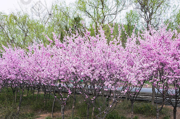 中国之旅-洛阳市龙门石窟区春季樱花盛开