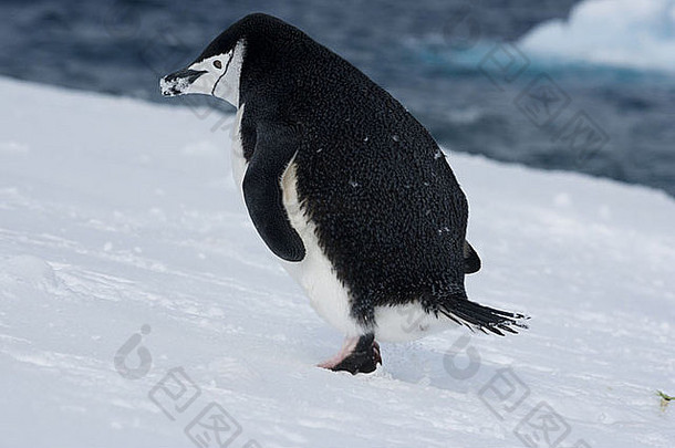 在雪中奔跑的<strong>企鹅</strong>。