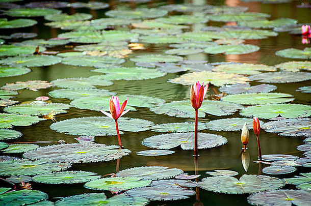 五颜六色的睡莲垫在池塘上