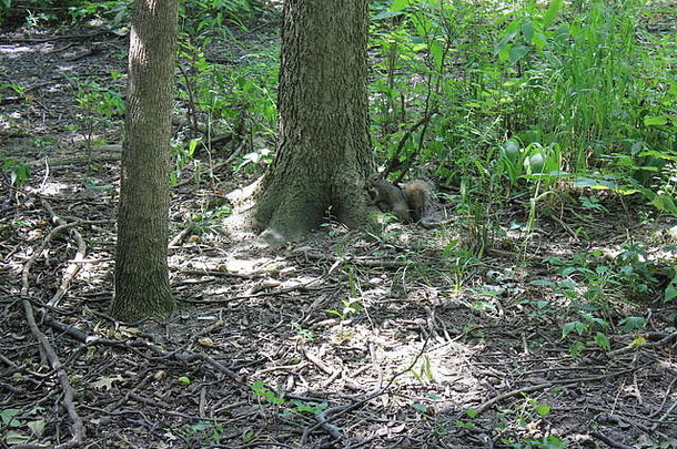 在伊利诺伊州格伦维尤自然保护区和<strong>解读</strong>中心的自然栖息地，又名东灰松鼠Sciurus carolinensis。
