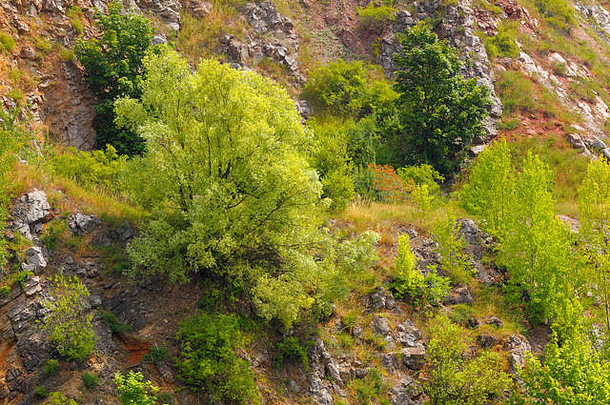 岩石斜坡上的树木和灌木丛。波兰，基尔切（维特兹尼亚，地<strong>质保</strong>护区），圣十字山。