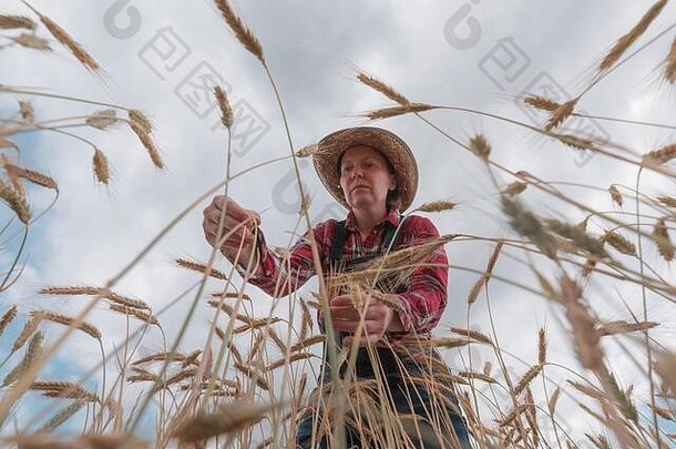 女农场工人农学家检查成熟的大麦作物培养农业场低角视图
