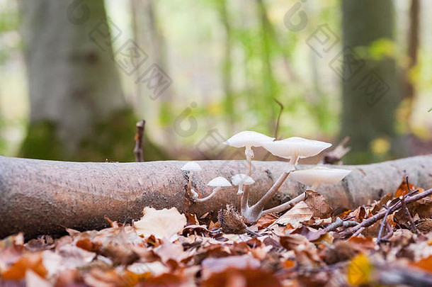瓷质菌类，又称山毛榉丛或水煮卵菌类，生长于倒下的树木腐烂的树干上。