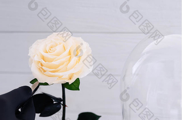 戴着黑手套的男人用手在玻璃瓶中准备一朵白玫瑰作为包装，这是一朵永远活的花。