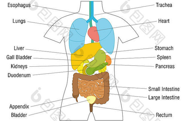 内部器官图表示意图解剖学图彩色的器官的名字