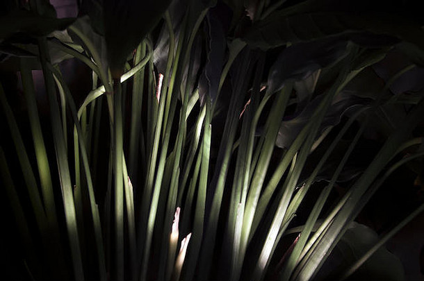 在夜晚背景下被照亮的植物花瓣