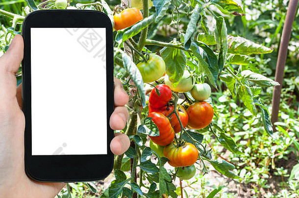 旅行概念旅游照片成熟的生西红柿布什蔬菜花园夏天库班地区俄罗斯智能手机