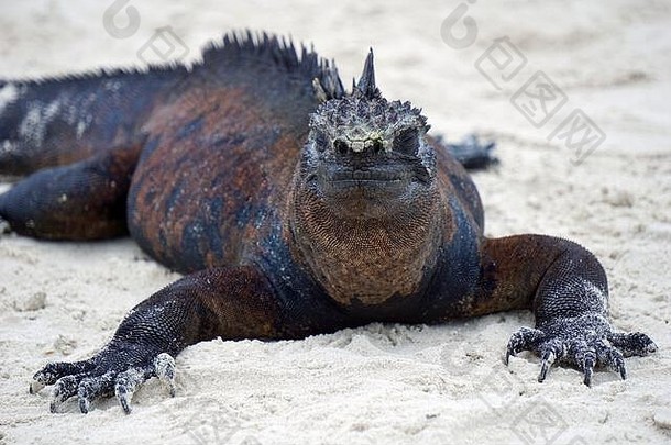 海洋鬣蜥在沙滩上小睡