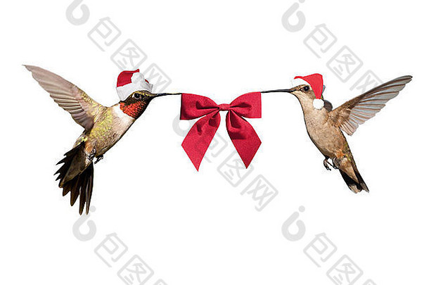 两只蜂鸟在飞翔，戴着圣诞老人的帽子，手持红色的蝴蝶结；白色隔离
