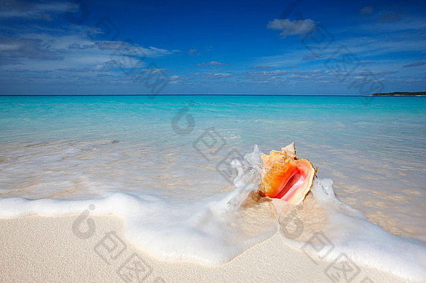 加勒比海沙滩，海螺皇后贝壳。