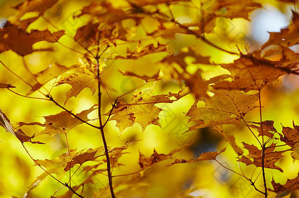 秋叶，世界末日州立公园，福克斯维尔，沙利文县，宾夕法尼亚州，美国