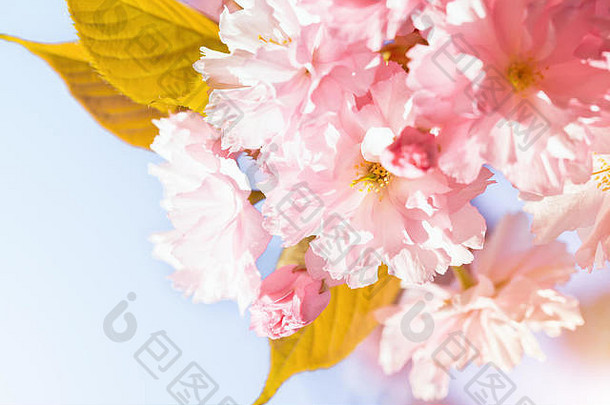 樱桃开花春天美丽的粉红色的花