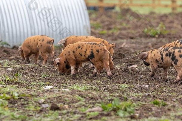 牛津桑迪黑猪和小猪，在农民的田地里奔跑