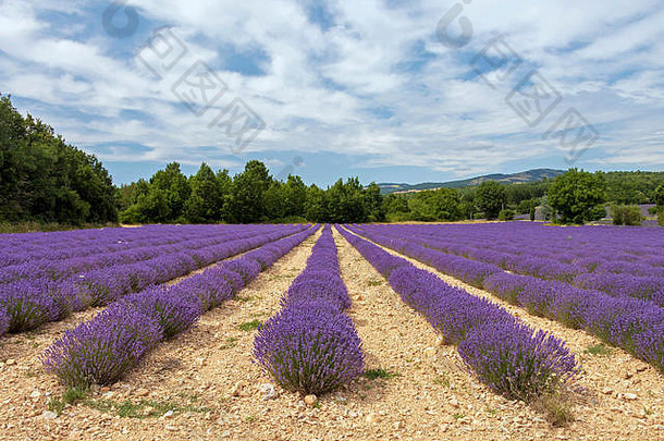 法国南部普罗旺斯地区盛开季节的薰衣草系。夏季欧洲最受欢迎的旅游景点