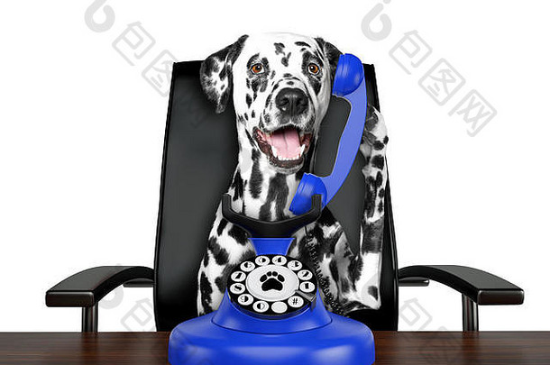 可爱的达尔马提亚狗会说话的蓝色的刻度盘电话孤立的白色