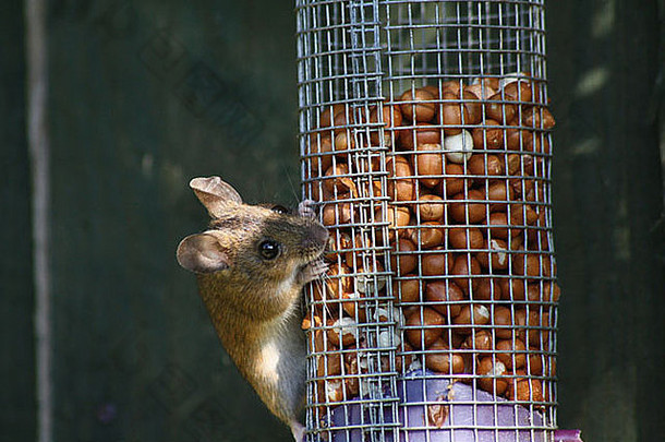 木老鼠在花园鸟食器上进食