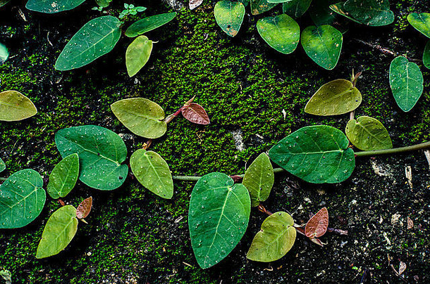 摘要墙自然美美的新鲜的绿色植物自然装饰温暖的古董情绪