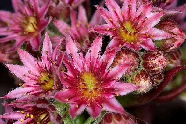 Sempervivum有大约40个品种，是一种开花植物，也称为韭菜。
