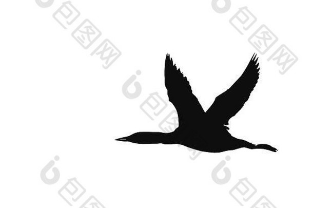 加拿大安大略省怀特湖上空飞行的普通龙（Gia immer）黑白剪影
