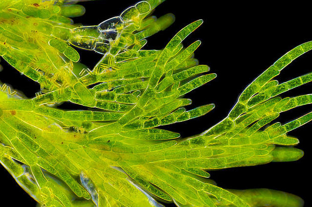 微观视图绿色藻类cladophora可见硅藻细胞暗视野照明