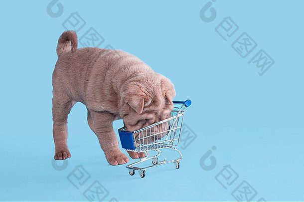 波尔多多格的可爱小狗会去购物