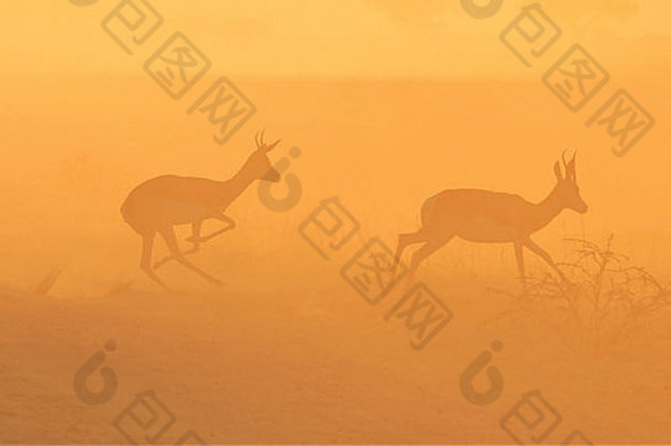 跳羚野生动物背景非洲美妙的生活颜色