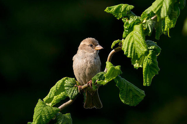 <strong>家麻雀</strong>栖息在英国威尔士的一个花园里