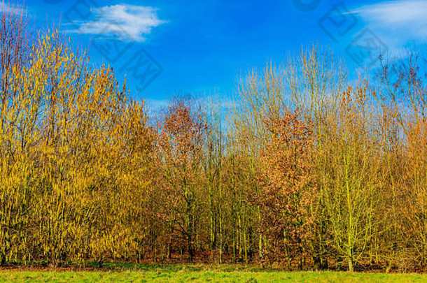 荷兰林堡比克南部，一个阳光明媚、天空蔚蓝、云朵稀疏的美好日子里，乡间的秋树