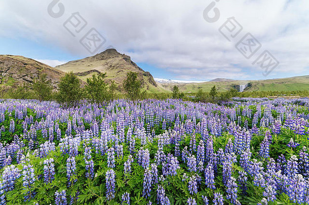 开<strong>花</strong>的羽扇豆。冰岛风景<strong>如花如</strong>山。位置靠近斯科加福斯瀑布