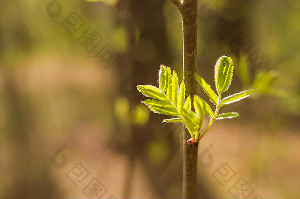 罗文树叶孤立的自然背景阿什伯里叶罗文春天自然复制空间