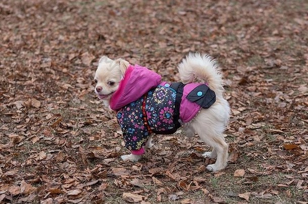 可爱的吉娃娃宠物外套站秋天公园宠物动物纯种狗