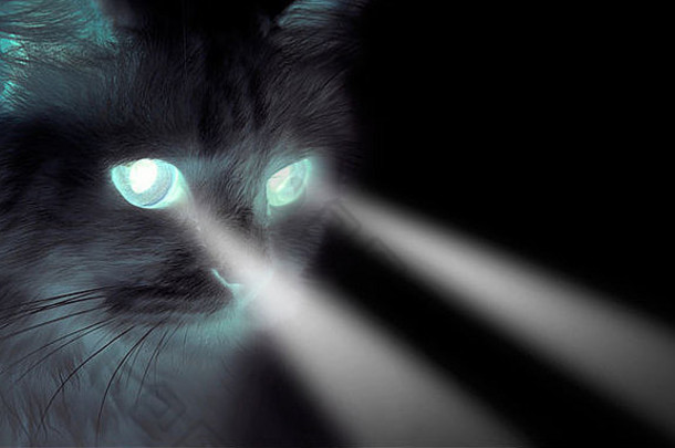 令人毛骨悚然的黑色的猫闪亮的眼睛