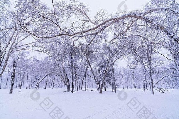 2019年冬季，中国北方哈尔滨的森林被冰雪覆盖。