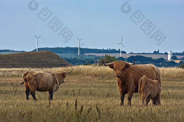 苏格兰高地家庭helnaes丹麦风涡轮机背景