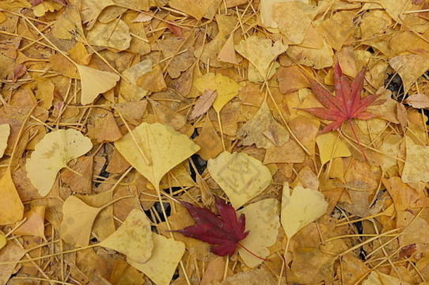 秋天，满地都是黄色的<strong>银杏</strong>叶，日本。
