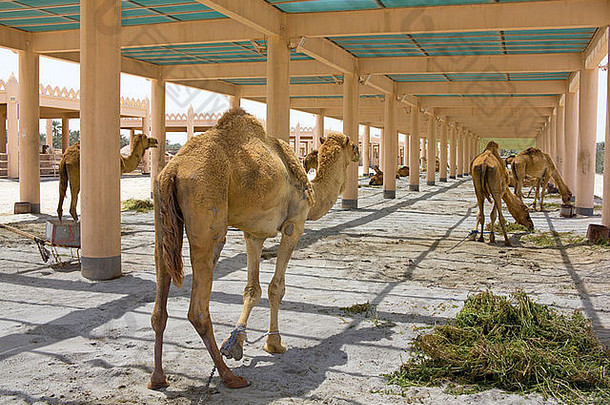 骆驼农场巴林曼联阿拉伯阿联酋航空公司